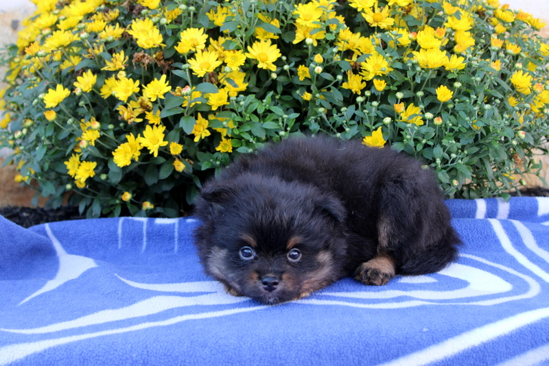 puppy, for, sale, Pomeranian, Matthew B. Stoltzfus, dog, breeder, Gap, PA, dog-breeder, puppy-for-sale, forsale, nearby, find, puppyfind, locator, puppylocator, aca